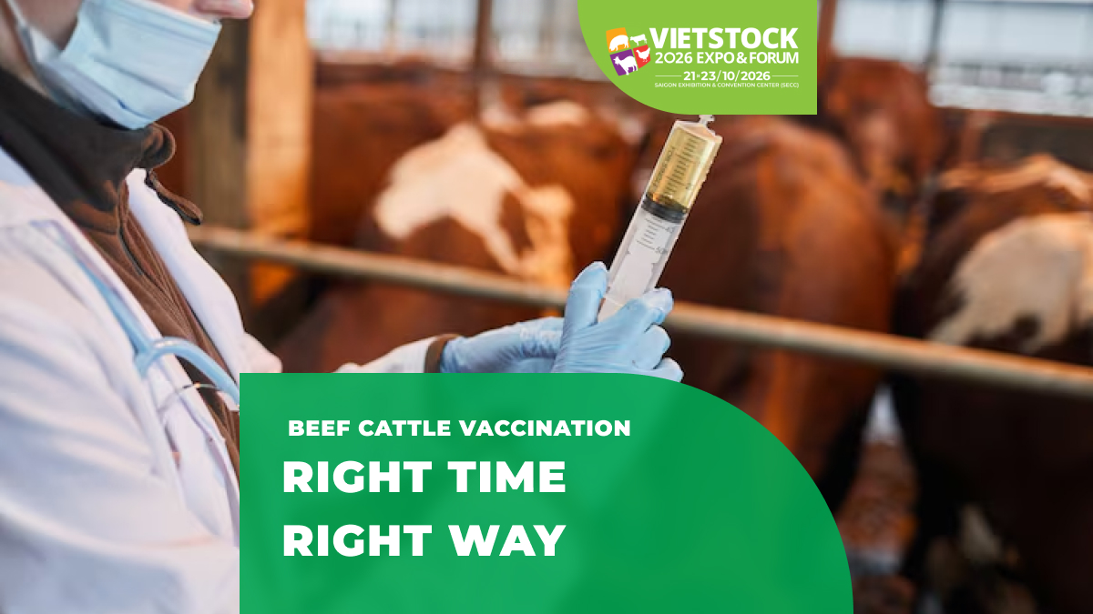 2026 Beef Cattle Vaccination Guide: Principles for Vaccine Scheduling and Herd Management Considerations